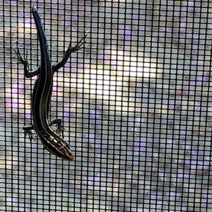 Meet your Posher, Pamela